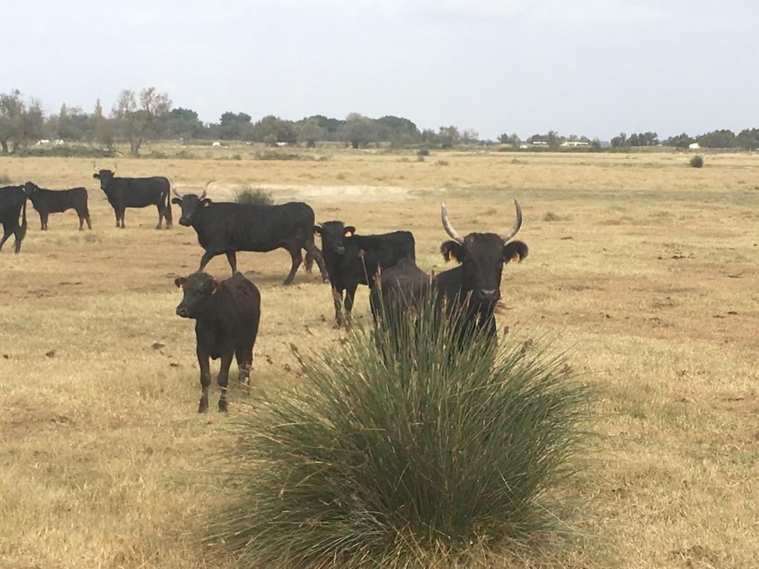 "La Pradeto" Gite Rural Camargue Arles Exterior photo